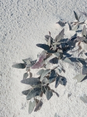 Abronia angustifolia