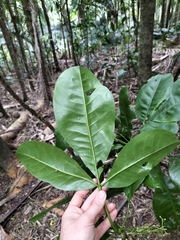 Melicope littoralis