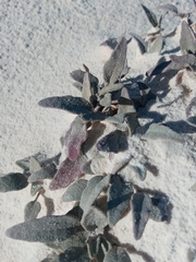 Abronia angustifolia