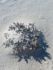 Abronia angustifolia