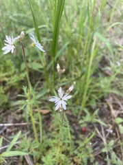 Lithophragma parviflorum
