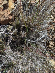 Galium angustifolium