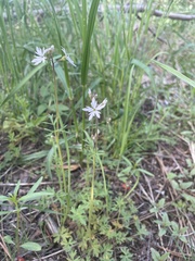 Lithophragma parviflorum