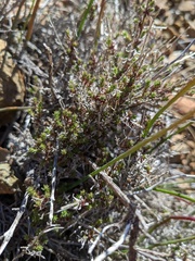 Galium angustifolium