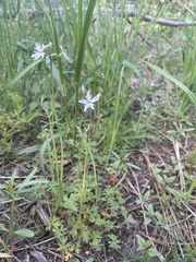 Lithophragma parviflorum
