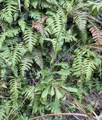 Cranfillia deltoides