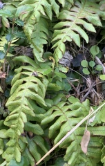 Cranfillia deltoides