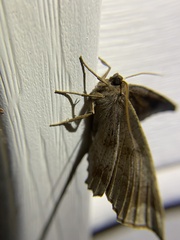 Eutrapela clemataria