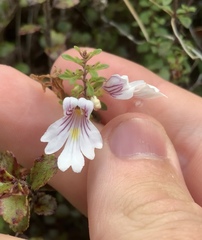 Euphrasia cuneata