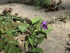 Viola confusa