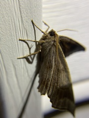 Eutrapela clemataria