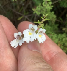 Euphrasia cuneata