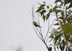 Merops superciliosus