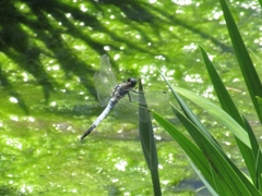 Orthetrum albistylum speciosum