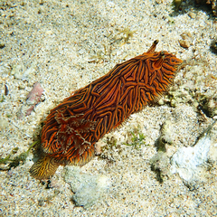 Halgerda willeyi