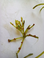 Chara protocharoides