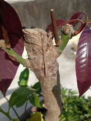 Phaenopharos khaoyaiensis