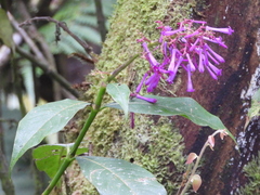 Palicourea angustifolia