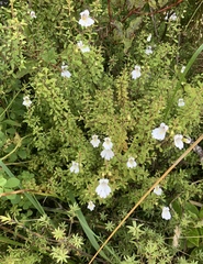 Euphrasia cuneata