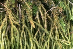 Phlegmariurus