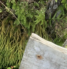 Phlegmariurus