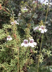Euphrasia cuneata