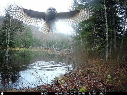 Barred Owl photographed in New Hampshire