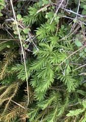 Phlegmariurus