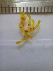 Chara protocharoides