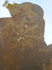 Chara protocharoides