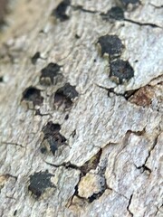 Biscogniauxia marginata