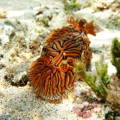 Halgerda willeyi