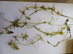 Chara protocharoides