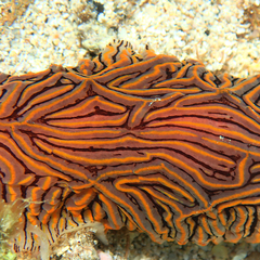 Halgerda willeyi