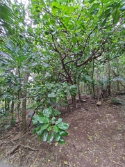 Melicope littoralis