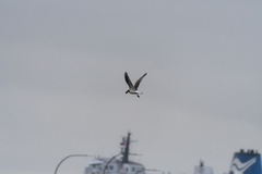 Larus glaucescens × occidentalis
