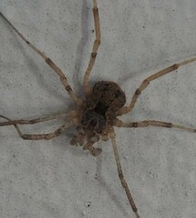 Protolophus singularis