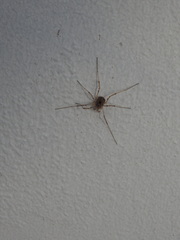 Protolophus singularis