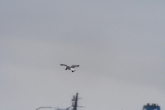 Larus glaucescens × occidentalis