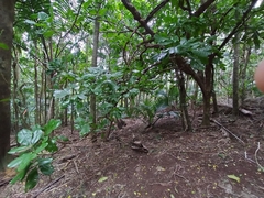 Melicope littoralis