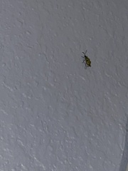 Diabrotica undecimpunctata