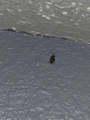 Diabrotica undecimpunctata