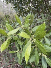 Cartrema americana