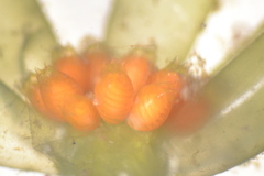 Chara protocharoides