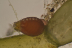 Chara protocharoides