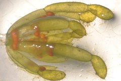 Chara protocharoides