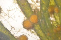 Chara protocharoides
