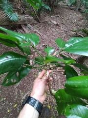 Melicope littoralis