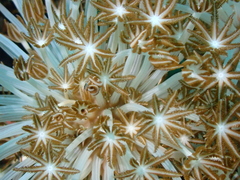Clavularia