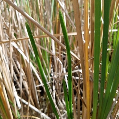 Eleocharis interstincta